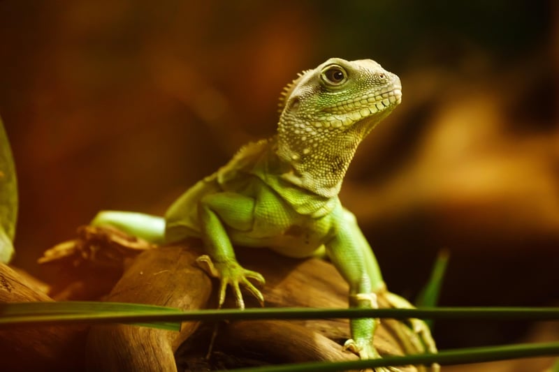 Dragon sanctuaries