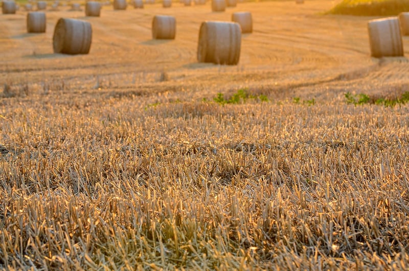 Mythical harvests