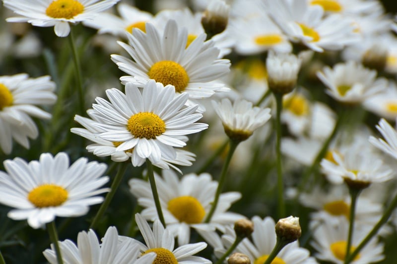 Whimsical Botanical Wonders