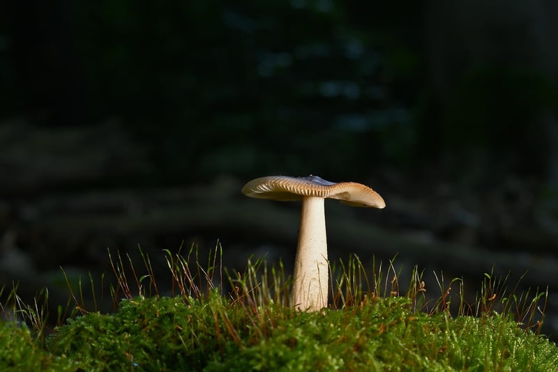 Forest Pathway